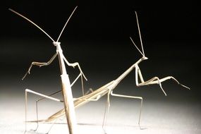 Close-up of the two stick insects in light