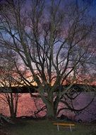 sunset over the lake through the trees