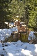 american cocker spaniel sitting on the stump