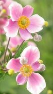 pale pink flowers in spring