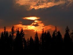 Dark forest at the sunset