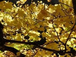 autumn maple leaves in the glare of light