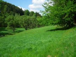 green valley among the ore mountains on a sunny day