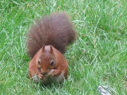 Close-up of the brown squirrel with a fluffy tail on green grass