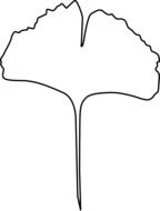 gingko leaf drawing