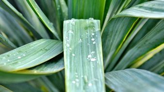 wide rectangular leaves and dew close-up on blurred background
