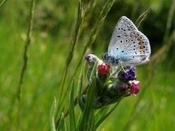 small blue butterflyon pulmonaria flowers