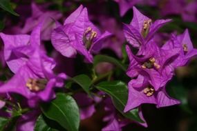 bloom flowers purple