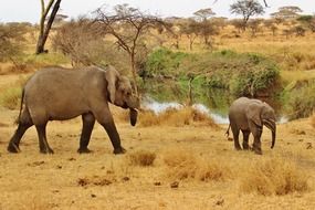 safari elephant, tanzania