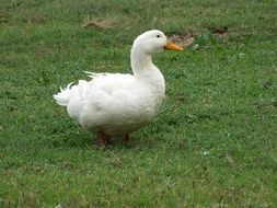 white domestic duck on green grass