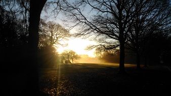 dawn behind the trees