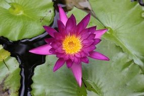 Purple lotus flower on the pond