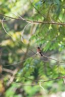 bird near spider web wildlife