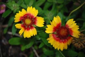 yellow red flowers after rain