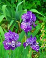bright beautiful blue irises