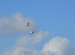 two white birds in the blue sky