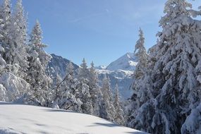 snowy mountain forest in sunny day