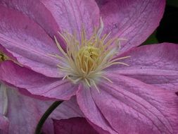 clematis blossom in the garden