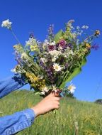 bouquet of wild flowers in the hands close-up