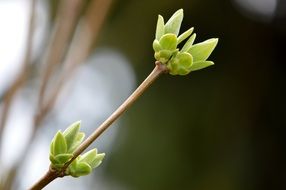 green buds on the tree