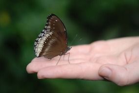 brown butterfly on human hand