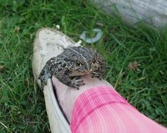 toad on foot in pink pant leg