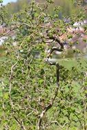 green ornamental plant
