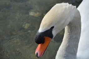 white swan portrait