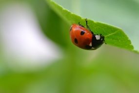tiny ladybug on the green leaf