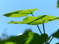 ordinary catalpa plant