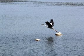bird in low flight over the river