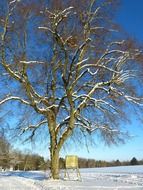 snowy tree winter landscape