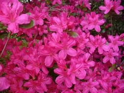 bush of azaleas