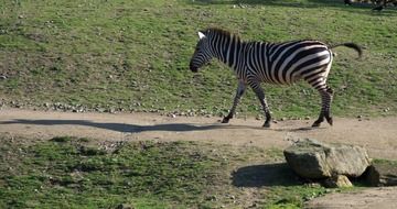 Zebra is walking along the road