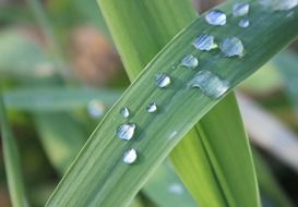 green long leaves in water drops