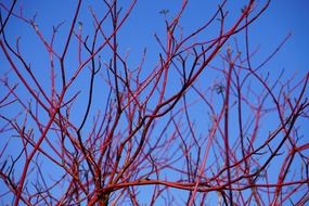 red tartarian dogwood branches bush