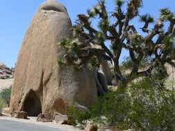 Joshua Tree National Park in California