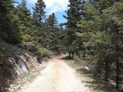 dirt road in a forest in Greece