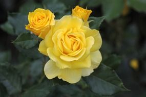 three yellow rosebudes