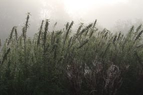 autumn meadow on a cloudy day