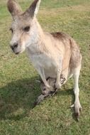 kangaroo australia marsupial animal