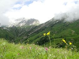 flowers in alpine meadows in austria