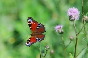 butterfly with eyes on wings