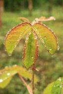 magnificent leaf, drops