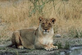 Lion in Namibia