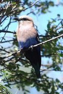blue-bellied roller on a branch