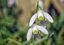 galanthus nivalis flower