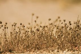 dried plant in the desert