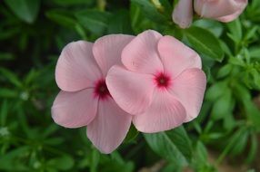 pink tender blooms