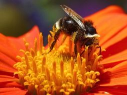 bee on flower plant bloom close-up